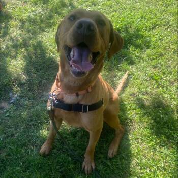 Remington -  Mixed Breed Dog for Adoption in Oshkosh, Wisconsin - Remington | PetCurious