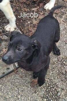 Flat Coated Retriever and Border Collie Dogs Available for Adoption - Garbage Pail Kids : Raked Jacob | PetCurious