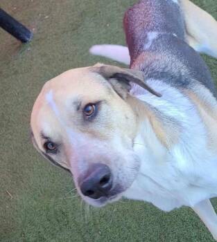 Rescue Coonhound and Great Pyrenees Dogs for Adoption in Rockwall, Texas - Steve | PetCurious