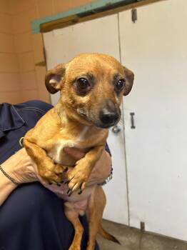 Zeus -  Chihuahua and Shih Tzu Dog for Adoption in Gautier, Mississippi - Zeus | PetCurious