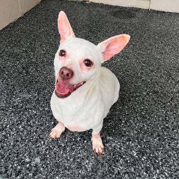 Cleopatra -  Chihuahua Dog for Adoption in Buchanan Dam, Texas - Cleopatra | PetCurious