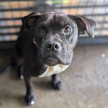 Pit Bull Terrier Dogs Available for Adoption in East St. Louis, Illinois - Lady-RTO | PetCurious