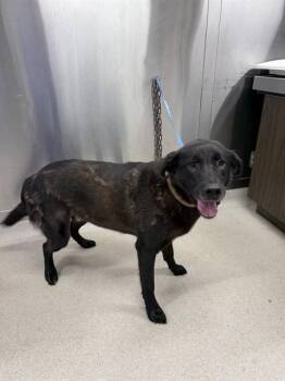 FARKUS -  Labrador Retriever and Mixed Breed Dog for Adoption in Fairbanks, Alaska - FARKUS | PetCurious