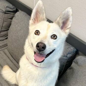 Heather -  Mixed Breed Dog for Adoption in Lansing, Michigan - Heather | PetCurious
