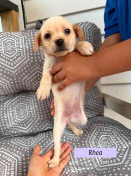 Rhea (Roxie