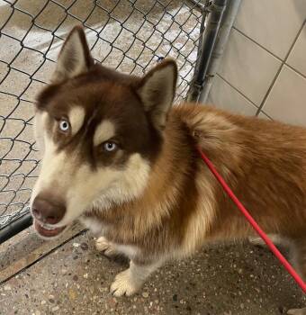 Chato -  Husky Dog for Adoption in Rock Springs, Wyoming - Chato | PetCurious