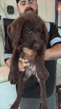 Labradoodle Dogs Available for Adoption - Roo (R Boys) | PetCurious