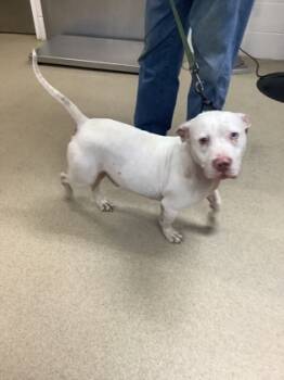 Rescue Pit Bull Terrier and Mixed Breed Dogs for Adoption in Fort Worth, Texas - 59753345 | PetCurious