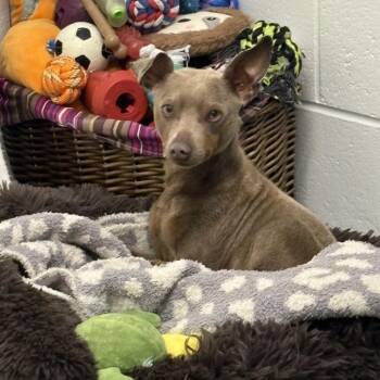 Stanley -  Miniature Pinscher and Mixed Breed Dog for Adoption in New Fairfield, Connecticut - Stanley | PetCurious