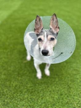 Jack Russell Terrier Dogs Available for Adoption in Detroit, Michigan - Chip | PetCurious
