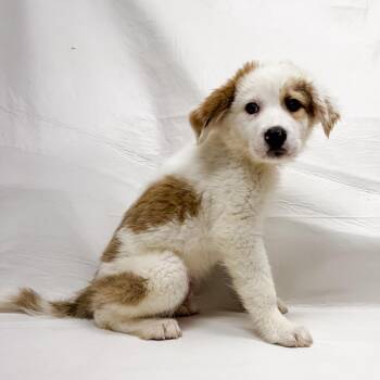 Saint Bernard Dogs Available for Adoption in Parker, Colorado - 508 (2026) Kip | PetCurious