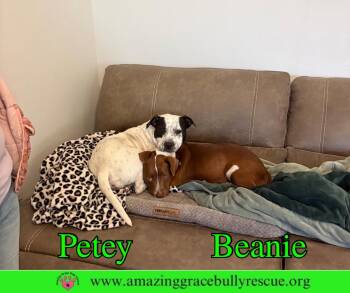 American Bulldog Dogs Available for Adoption - Beanie | PetCurious
