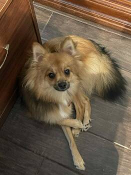 Rescue Mixed Breed Dogs for Adoption in Katy, Texas - BRANDO | PetCurious