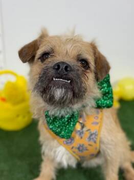 Sprout-One of our Amazing Rescue Dogs -  Border Terrier and Mixed Breed Dog for Adoption in Carlsbad, California - Sprout-One Of Our Amazing Rescue Dogs | PetCurious