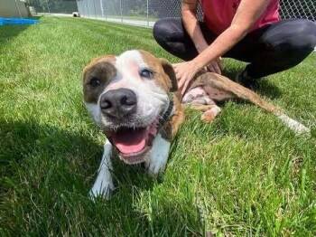 Cowboy -  Pit Bull Terrier and Mixed Breed Dog for Adoption in Hillsboro, Ohio - Cowboy | PetCurious