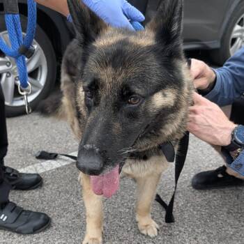 Shepherd Dogs Available for Adoption in Philadelphia, Pennsylvania - Mala | PetCurious