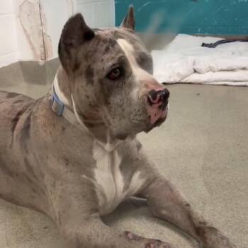 Rosalie -  Pit Bull Terrier and Mastiff Dog for Adoption in Spring Hill, Kansas - Rosalie | PetCurious
