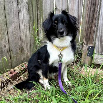 Angel -  Collie Dog for Adoption in New Orleans, Louisiana - Angel | PetCurious