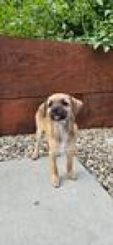 26Wolfie -  Chihuahua Dog for Adoption in Shingle Springs, California - 26Wolfie | PetCurious