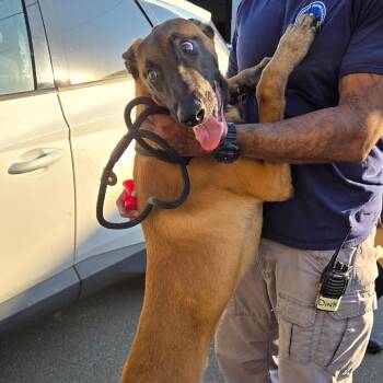 Tucker -  Belgian Shepherd Malinois Dog for Adoption in Newark, New Jersey - Tucker | PetCurious