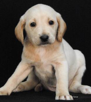 Caterpie -  Irish Wolfhound and Bluetick Coonhound Dog for Adoption in Newland, North Carolina - Caterpie | PetCurious