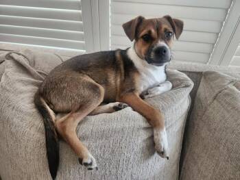 Mathias -  Beagle and Terrier Dog for Adoption in Elk Grove, California - Mathias | PetCurious