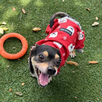 Chihuahua Dogs Available for Adoption in Lakeland, Florida - Basil | PetCurious