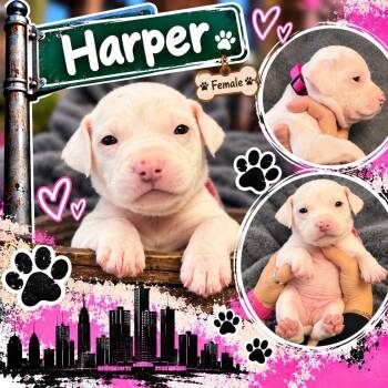 Harper -  Mixed Breed Dog for Adoption in Pleasant Ridge, Michigan - Harper | PetCurious