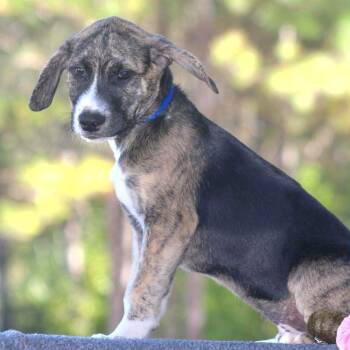 Rescue Mixed Breed Dogs for Adoption in Groveland, Massachusetts - Ring | PetCurious