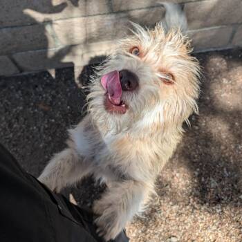 Sprinkle -  Terrier and Miniature Poodle Dog for Adoption in Mountain Center, California - Sprinkle | PetCurious