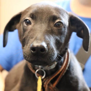 Rescue Mixed Breed Dogs for Adoption in Port Washington, New York - Ram | PetCurious
