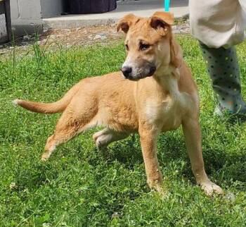 Siberian Husky and Labrador Retriever Dogs Available for Adoption - 260317 Dixie | PetCurious