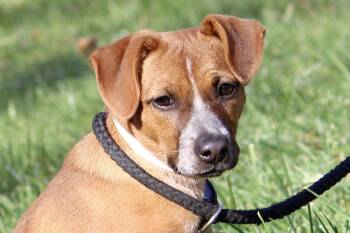 Rescue Mixed Breed Dogs for Adoption in Brazil, Indiana - GRACE | PetCurious