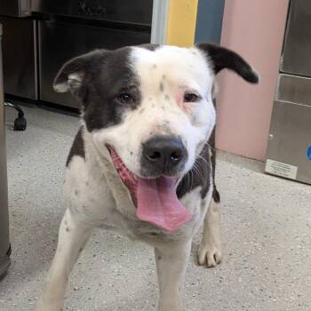 Mixed Breed Dogs Available for Adoption - Big Boy | PetCurious