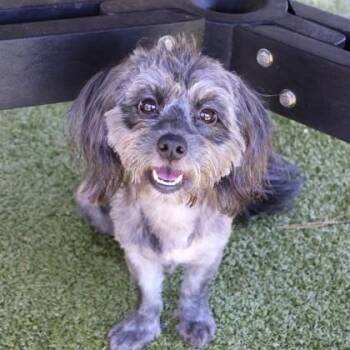 Mixed Breed Dogs Available for Adoption in Athens, Georgia - Zoey | PetCurious