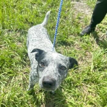 Moose -  Australian Cattle Dog Blue Heeler and Mixed Breed Dog for Adoption in Tampa, Florida - Moose | PetCurious