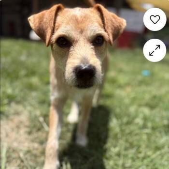 Buddy -  Cairn Terrier Dog for Adoption in Foley, Alabama - Buddy | PetCurious