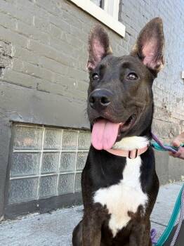 Buddy Pal -  Mixed Breed Dog for Adoption in Cincinnati, Ohio - Buddy Pal | PetCurious
