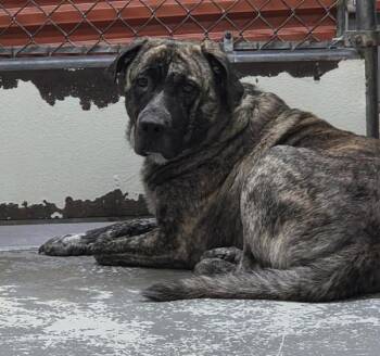 Rook -  Bullmastiff Dog for Adoption in Vancouver, Washington - Rook | PetCurious