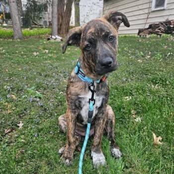 Terrier and Mixed Breed Dogs Available for Adoption in Alma, Wisconsin - Oliver | PetCurious