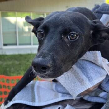 Peter -  Mixed Breed Dog for Adoption in Voorhees Township, New Jersey - Peter | PetCurious
