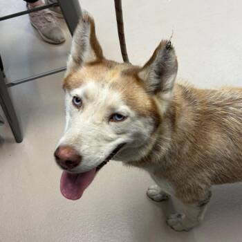Mya -  Husky Dog for Adoption in Newark, New Jersey - Mya | PetCurious
