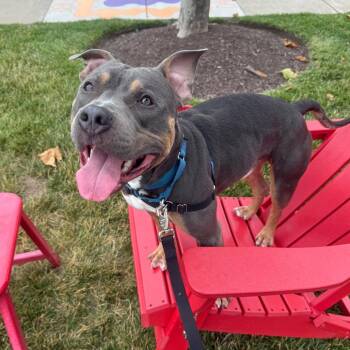 Baldur -  Mixed Breed Dog for Adoption in Pittsburgh, Pennsylvania - Baldur | PetCurious
