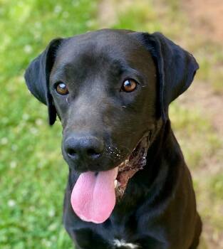 Black Labrador Retriever and Cane Corso Dogs Available for Adoption in Andover, Massachusetts - Daddio  | PetCurious