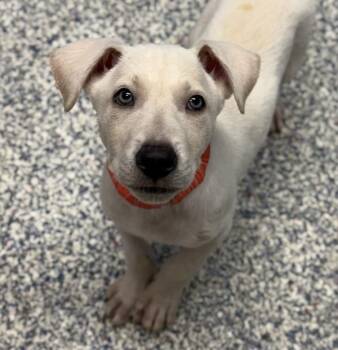Typhoon -  Shepherd Dog for Adoption in Golden, Colorado - Typhoon | PetCurious