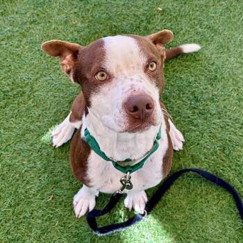 American Staffordshire Terrier and Cattle Dog Dogs Available for Adoption - Citrine | PetCurious