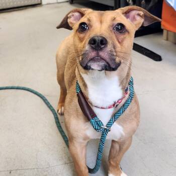 Honey -  Mixed Breed Dog for Adoption in Charlottesville, Virginia - Honey | PetCurious