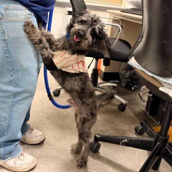 Mochi Puff -  Mixed Breed Dog for Adoption in Philadelphia, Pennsylvania - Mochi Puff | PetCurious