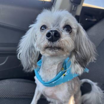 Havanese and Shih Tzu Dogs Available for Adoption - Howard! Sweet Affectionate Guy.  | PetCurious