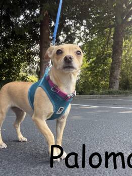 Paloma -  Chihuahua Dog for Adoption in Gig Harbor, Washington - Paloma | PetCurious